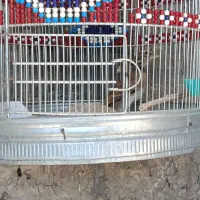 پرنده کبوتر|پرنده|کوهدشت, |دیوار