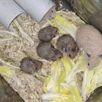 همسترِ تُپلی