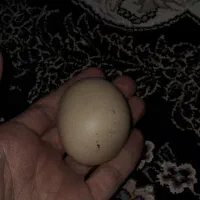 سنگ آسیاب الماس «اصل»|کلکسیون اشیاء عتیقه|همدان, |دیوار