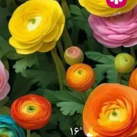 فروش وام جانبازی