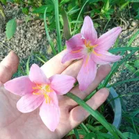 گلهای پیازی|گل و گیاه طبیعی|ماسال, |دیوار