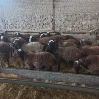 ۱۰۰ راس بره نر پروار وپای پروار فشندی|حیوانات مزرعه|هشتگرد, فشند|دیوار