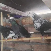 کفتر