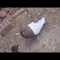 کبوتر