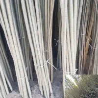 فروش نهال صنوبر