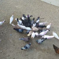 کبوتر رمکان|پرنده|قشم, |دیوار