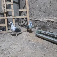 کبوترپرشی،سوسکی قاره،سبز وزاغ