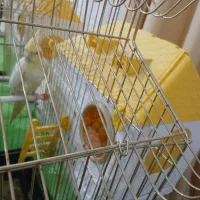 دوجفت عروس هلندی نروماده با چهار تا تخم مرغ سالم