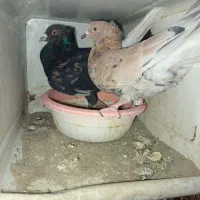 کبوتر رنگی|پرنده|سراوان, |دیوار