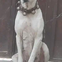 لاس ، الابای ۳ساله|سگ|قم, شهدا|دیوار