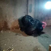 خروس کوشین بلک|حیوانات مزرعه|نوشهر, |دیوار