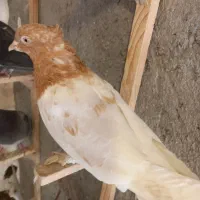 کبوتر رنگی قلدور|پرنده|مشهد, شهید قربانی|دیوار