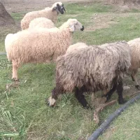 میش|حیوانات مزرعه|جیرفت, |دیوار