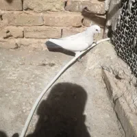 کبوتر پرشی|پرنده|سبزوار, پیروزی|دیوار