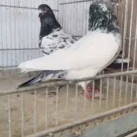 کبوتر سرور، پرشی کاشونی بالا 7 ساعت