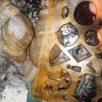 ۴ عدد حلزون طبی مناسب جوانسازی و باکس چوبی|خزنده|مهریز, |دیوار