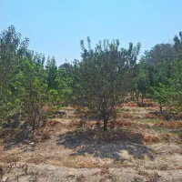 قطعه ویلایی|فروش زمین و ملک کلنگی|خسروشاه, |دیوار