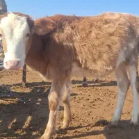 گوساله سمینتال ماده