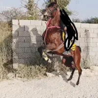 اسب|اسب و تجهیزات اسب‌سواری|همدان, |دیوار