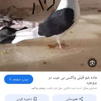 دوکت