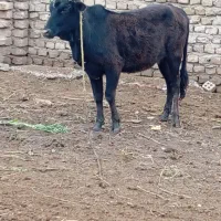 گاو قربانی نزاییده چاق قیمت 77میلیون