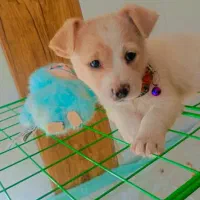 واگذاری سگ نژاد شیتزو|سگ|سیرجان, |دیوار