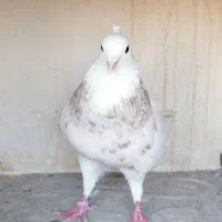 طوقی الماسی