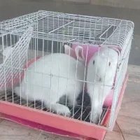 خرگوش لوپ|موش و خرگوش|مشهد, عسگریه|دیوار