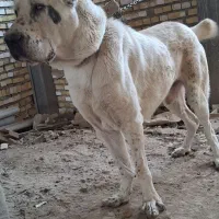 آلابای نر.۱۷ماهه