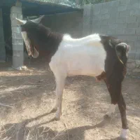 فروش پازن توافقی|حیوانات مزرعه|شیراز, باباکوهی|دیوار