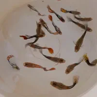 ماهی گوپی ومولی.وسایل وتجهیزات آکواریوم.غذارایگان