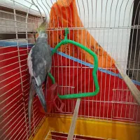 عروس سخنگو بالغ