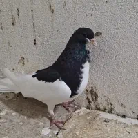 خوشرنگ کبوتر