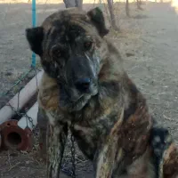 سگ گله|سگ|باخزر, |دیوار