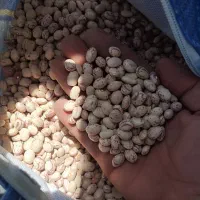 لوبیا چیتی|خوردنی و آشامیدنی|شیراز, شیخ روزبهان|دیوار