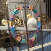 عروس هلندی لوتینو|پرنده|صباشهر, |دیوار