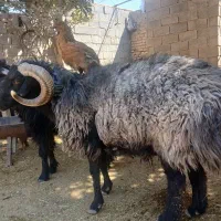 فروش قوچ چاق|حیوانات مزرعه|خرامه, |دیوار
