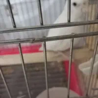 پرنده زیبا و باهوش|پرنده|اردکان, |دیوار