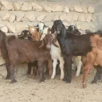 کهره نر وبره لامرد فداغ|حیوانات مزرعه|گراش, |دیوار