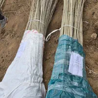 اگه رشد می‌خوای،صنوبر بهترین انتخابه|خدمات باغبانی و درختکاری|بابل, |دیوار