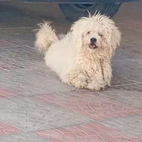 سگ شیتزو|سگ|سیرجان, |دیوار