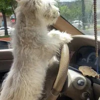 شیتزو ماده|سگ|اردبیل, |دیوار