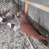 سرخ‌بلژیکی
