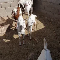 فروش کهره نر|حیوانات مزرعه|قلعه قاضی, |دیوار