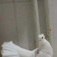 کبوتر دم چتری پاپر|پرنده|ساری, |دیوار