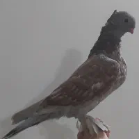 جوجه کبوتر بلژیکی