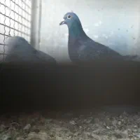 سه کیسه کود کبوتر+۶عددمرغ+۲۵تا کبوتر|پرنده|بیرجند, |دیوار