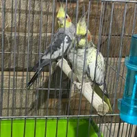 عروس هلندی مولد