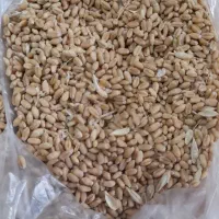 فروش گندم بذری