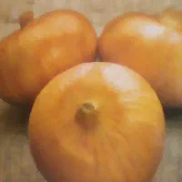 نهال پیاز مینروا. و. زرد